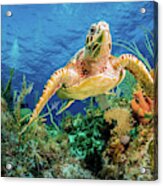 Hawksbill Turtle Swimming Through Caribbean Reef Acrylic Print