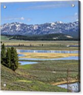 Hayden Valley (ynp) Acrylic Print