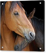 Head Shot Of Horse And Pony Hugging On Acrylic Print