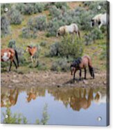 Heading To The Waterhole - South Steens Mustangs 0989 Acrylic Print