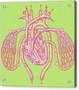 Heart And Arteries Acrylic Print