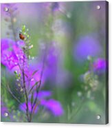 Heartsong In The Meadow Acrylic Print