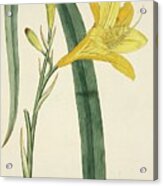 Hemerocallis Flava Yellow Day Lily Acrylic Print