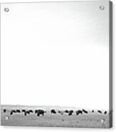 Herd Of Bison Acrylic Print