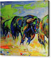Herd Of Bulls Acrylic Print