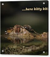 Here Kitty Gator Acrylic Print