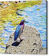 Heron Bluff Acrylic Print