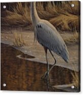 Heron Wading Acrylic Print