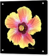 Hibiscus Acrylic Print