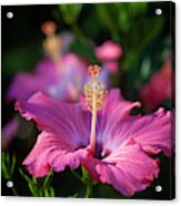 Hibiscus Painted Lady 111 Acrylic Print