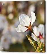 High Parks Cherry Blossoms Acrylic Print