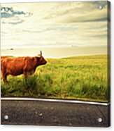 Highland Cattle Cow In Scotland Acrylic Print
