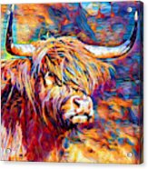 Highland Cow 6 Acrylic Print