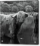 Highland Cows Cooling Off In Loch Voil Acrylic Print