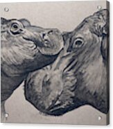 Hippo Love Acrylic Print