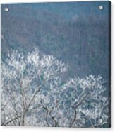 Hoarfrost Collects On Branches Acrylic Print