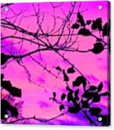 Holly Tree Sunset Neon Purple And Pink Acrylic Print