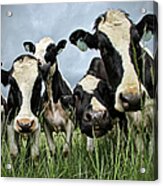 Holstein Cows Acrylic Print