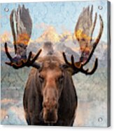 Hometown Moose Acrylic Print