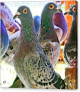 Homing Pigeon Group Electric Acrylic Print