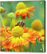 Honey Bee And Helenium Acrylic Print