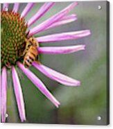 Honey Bee On Pink Coneflower Acrylic Print