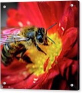 Honey Lover Acrylic Print