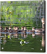 Hooded Merganser And Her Ducklings Dwf0202 Acrylic Print