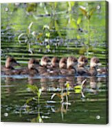Hooded Merganser Ducklings Dwf0203 Acrylic Print