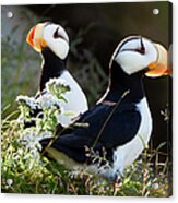 Horned Puffins, Lake Clark National Acrylic Print