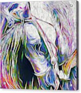Horse Head Acrylic Print
