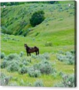 Horse In The Little Bighorn Valley Acrylic Print