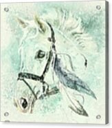 Horse Named Shiver Acrylic Print