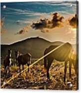 Horses Grazing At Sunset Acrylic Print