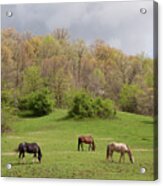 Horses In The Field, West Virginia 09 - Color Acrylic Print