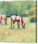 Horses In The Fields Acrylic Print
