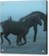 Horses In The Fog Acrylic Print