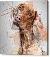 Hound Dog Acrylic Print