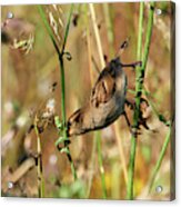 House Sparrow Female Perched Acrylic Print