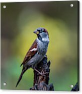 House Sparrow In The Spot Acrylic Print