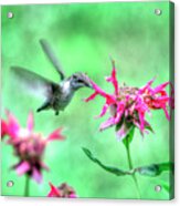 Hummingbird 2 Acrylic Print