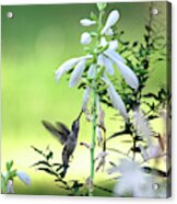 Hummingbird And Hosta Flowers Acrylic Print