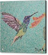 Hummingbird Acrylic Print