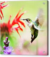 Hummingbird Fancy Acrylic Print