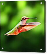 Hummingbird Flying Acrylic Print