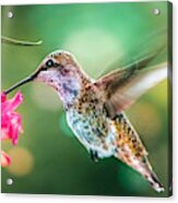 Hummingbird Ll Acrylic Print