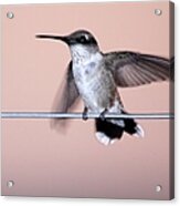 Hummingbird On A Wire Acrylic Print