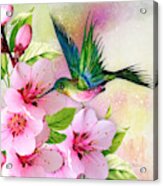 Hummingbird On Pink Blossom Acrylic Print