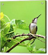 Hummingbird Pause Acrylic Print