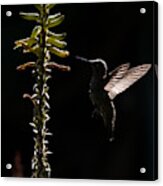 Hummingbird Silhouette Acrylic Print